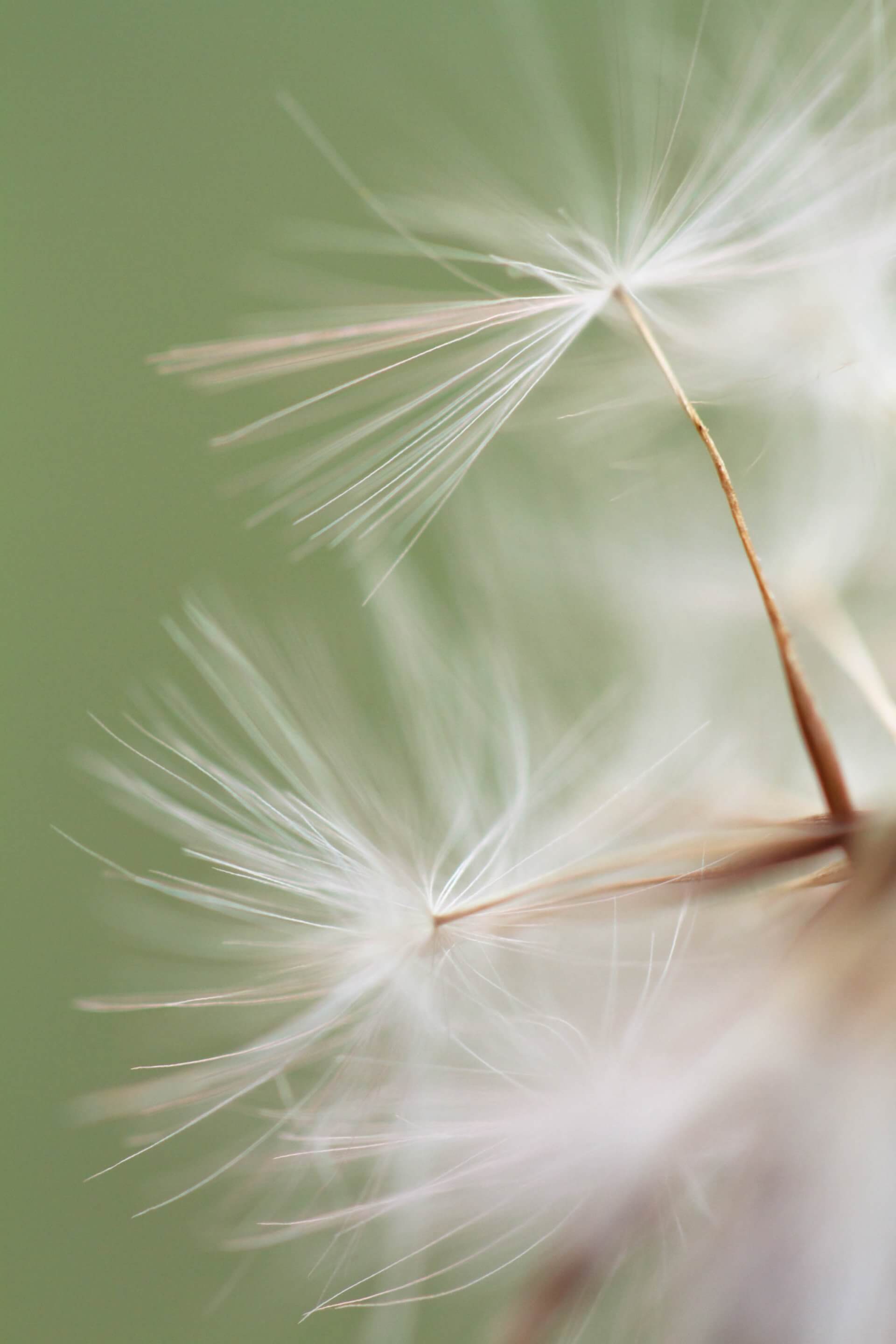 Detailed view of dandelion seeds floating